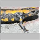 Salamandra salamandra - Feuersalamander 01f OS-Wallenhorst-Tongrube.jpg